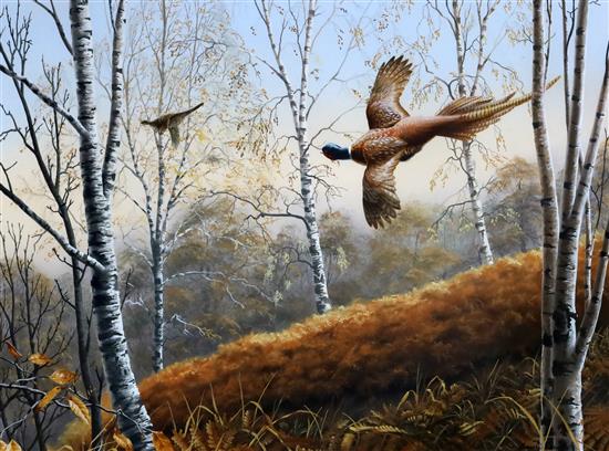 Adrian C. Rigby (1962-) Pheasants flying through a birch wood 16 x 22.5in.